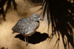 Fuengirola, Andalucia/spain - July 4 : Spotted Thick-knee (burhi Stock Photo