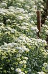 White Chrysanthemum Morifolium Flowers Farms Stock Photo