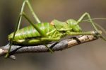 Green Bush-cricket Stock Photo