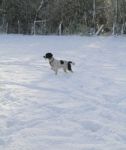 Spaniel Pointing In The Snow Stock Photo