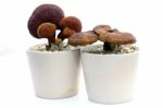 Ganoderma Lucidum Stock Photo