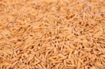 Focus Near Pile Raw Of Dry Paddy Grain Unmilled Rice Stock Photo