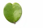 Heart Shape Leaf Stock Photo