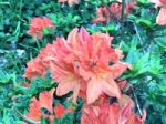 Rhododendron,flowers Stock Photo