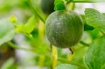 Small Japan Melon (honeydew Melon) In Farm Stock Photo