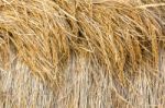 Dry Paddy Rice Stock Photo