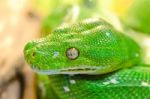 Green Snake Stock Photo