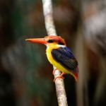 Black-backed Kingfisher Stock Photo