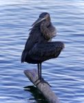 Image Of A Great Blue Heron Cleaning Feathers Stock Photo