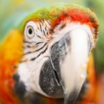 Close Up Of The Macaw Bird Stock Photo