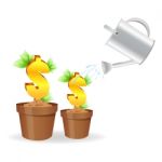 Dollar Plant Stock Photo