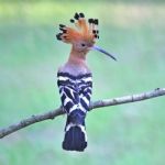 Eurasian Hoopoe Stock Photo