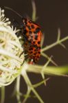 Graphosoma Lineatum Stock Photo