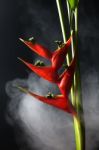 Heliconia Stricta Still Life Black Background Stock Photo