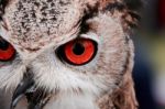 Red Eyed Owl Stock Photo