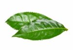 Tea Leaf Isolated On The White Background Stock Photo