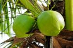 Coconut Stock Photo