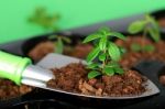 Shovel With Soil And Plant Stock Photo