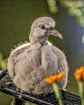 Turtledove Stock Photo