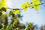 Worm On Leaves With The Sky During A Day Stock Photo