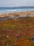 Wild Flowers On The Beach Stock Photo