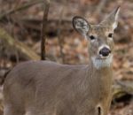 Closeup Of The Deer Stock Photo