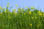 Buttercups Stock Photo