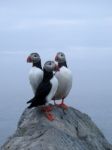 Trio Of Puffins Stock Photo