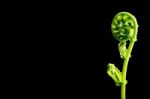 Green Leaf Of Fern On Black Background Stock Photo