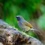 Male Rufous-gorgeted Flycatcher Stock Photo