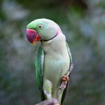 Male Alexandrine Parakeet Stock Photo