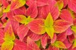 Coleus Background Stock Photo