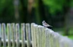 Sparrow Stock Photo