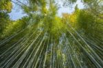 Bamboo Forest Stock Photo