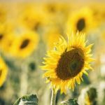 Sunflowers In A Field In The Afternoon Stock Photo