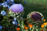 Globe Artichoke Flower (cynara Scolymus) Stock Photo