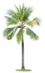 Coconut Tree Isolated On White Background Stock Photo