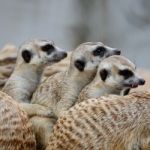 Meerkat Stock Photo