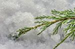 Branch Of Juniper Stock Photo