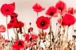 Field Of Poppies In Sussex Stock Photo