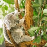 Koala In A Eucalyptus Tree Stock Photo