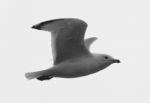 Beautiful Black And White Picture With The Calm Gull In Flight Stock Photo