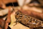 Brown Grasshopper Stock Photo