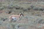 Pronghorn (antilocapra Americana) Stock Photo