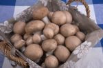 Basket Mushrooms On Colorful Tablecloth Stock Photo