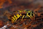 European Wasp Stock Photo