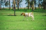 Country Calf In Queensland Stock Photo