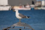 Close Up Of Seagull Stock Photo