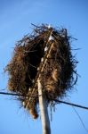 White Stork Nest Stock Photo