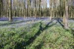 Bluebells In Wepham Wood Stock Photo